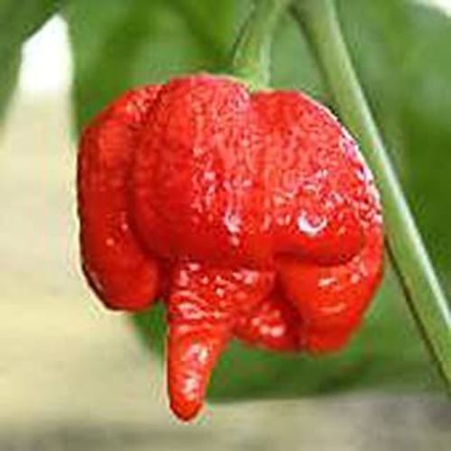 PM Trinidad Moruga Scorpion Hot Peppers (Red) Seeds (20+ Seeds) | Non GM... - $3.98