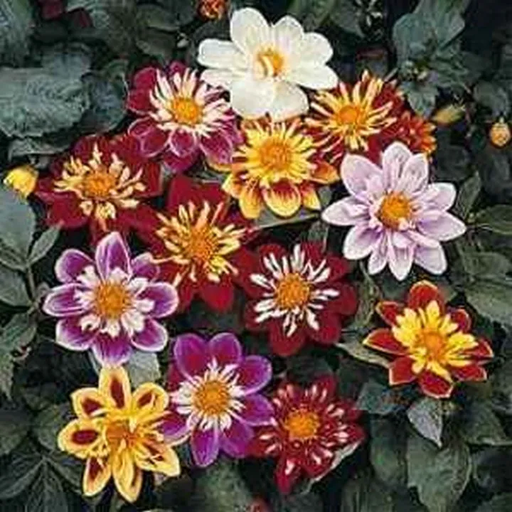 BStore Dahlia Dandy Mix 25 Seeds - £7.67 GBP