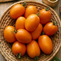 50+ Seeds Vivacious Tomato Tomatoe Vegetable Garden Edible Canning From US - £6.91 GBP