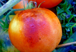 US Seller Purple Smudge Orange Flesh Tomato Seeds Fresh Seeds - $20.96