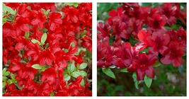 Azalea Rhododendron Deciduous Midnight Flare Small Rooted Starter Plant - £30.89 GBP