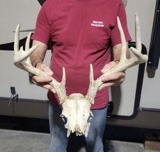 Big 8 Point Iowa Whitetail Deer Antler Rack Horns taxidermy Euro Mount S... - $146.99