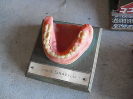 Vintage Dentist Lower Jaw Display with Teeth Torus Lingualis LOOK - $1,189.70 MXN