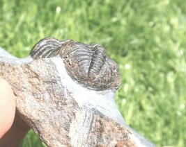 Item image 14