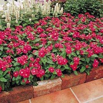 VC Vinca Cooler Red Annual Seeds Easy Grow - $505.31 MXN