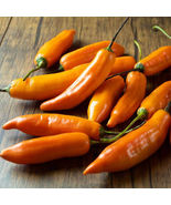 25 Seeds Ají Amarillo Pepper Vegetables Garden - £7.63 GBP