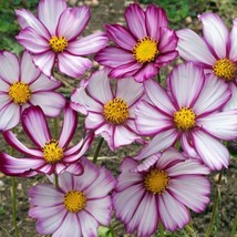 Cosmos Sensation Picotee Flower Seeds Cosmos Bipinnatus 50 Seeds Fresh Seeds - $13.98