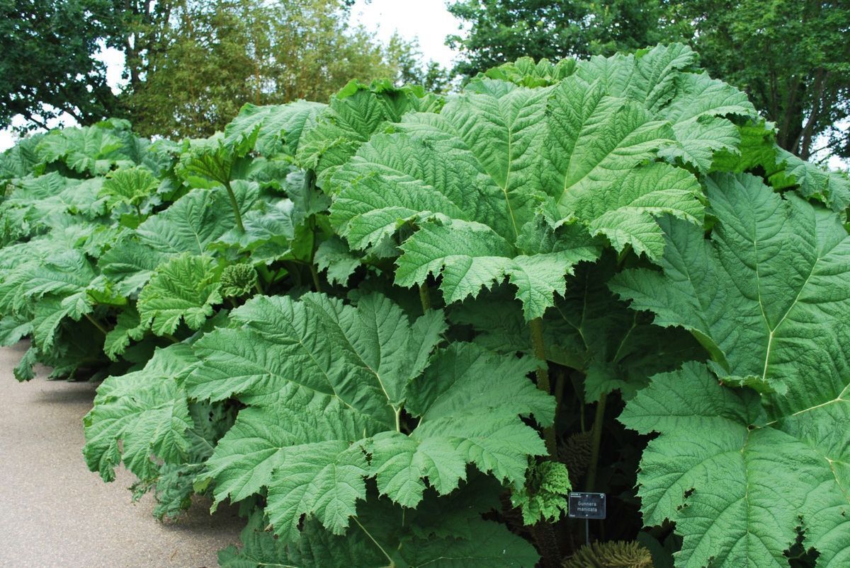 Gunnera Manicata Giant Umbrella Plant 5 seeds Fresh Gardening - $17.96