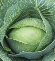 200 Late  Dutch Cabbage Seeds Cabbage Wraps Nongmo HeirloomFrom US  - £6.59 GBP