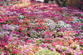 50 Mixed Colors Dwarf Impatiens Walleriana Red Pink Orange Shade Flower SeedsFro - £7.65 GBP