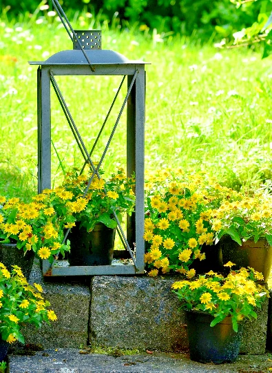 500 Creeping Zinnia Seeds, Sanvitalia procumbens,Garden Flowers, Bulk Or... - $6.49