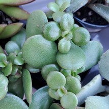 Baby Jade Plant, live 2 inch succulent, Crassula Ovata &#39;Baby Jade&#39; - £6.38 GBP