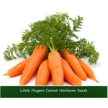 USA SELLER New Vegetable Seeds Little Fingers Carrot 100 Seeds Extra Sweet Baby  - £12.65 GBP