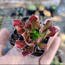 2” Pot Aeonium &#39;Firecracker&#39; Succulent Plant - $23.98