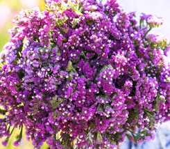 Statice Twilight Purple Cut Flowers Dried Arrangements Reseeds Non-Gmo 1... - £8.68 GBP
