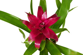 4&quot; Pot - Bromeliad Guzmania &#39;Purple&#39; - Live House Plant living room - FREE SHIP - £48.90 GBP