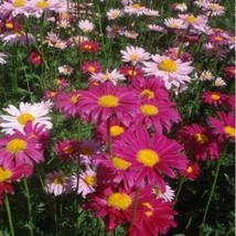 PYRETHRUM Daisy Flower Natural Mosquito Repellent  Seed  (Color 1) - £4.75 GBP