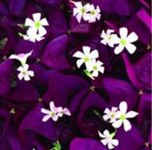 Mixed Oxalis Flowers Cuckooflower Rotary Sorrel Versicolor Lady Smock Herb Shamr - £7.40 GBP