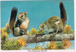 Canada Postcard Chickaree Cheeky Red Squirrel  - £2.32 GBP