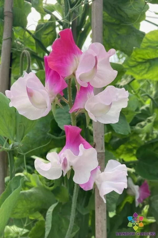 Fresh Seeds 50 Sunshine Pink Bicolour Sweet Pea Seeds - £8.19 GBP