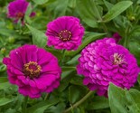 Purple Prince Zinnia Flower Seeds 100 Annual Garden Birds Bees Fast Ship... - £7.20 GBP