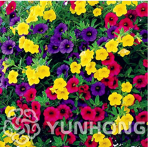 Mini Calibrchoa Million Bells Annual Flower Bonsai, Vary Colors 100 pcs Autumn S - £3.19 GBP