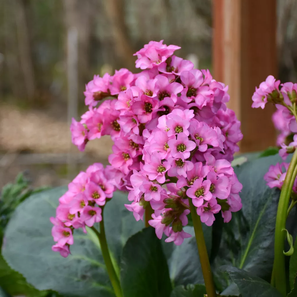Bergenia Miss Piggy 5.25 Inch Pot Well Rooted Plant Colorful - $32.92