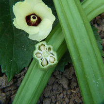 Ship From Us Emerald Okra Seeds ~ 8 Oz Packet Seeds - Heirloom, NON-GMO, TM11 - £43.58 GBP