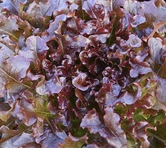 Salad Bowl Red Leaf Lettuce Seeds 200 Count Pkt Good Keeper Fresh Garden - £6.12 GBP