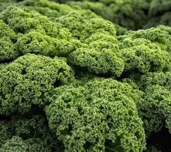 250+ Kale Dwarf Blue Curled Scotch Heirloom Vegetable Seeds - £14.09 GBP