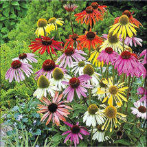 50 Mixed Coneflower Seeds Echinacea Perennial Flowers Seed Flower - £12.09 GBP