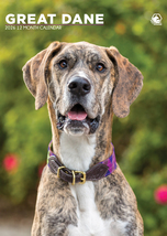 Great Dane Calendar 2026 - $19.99
