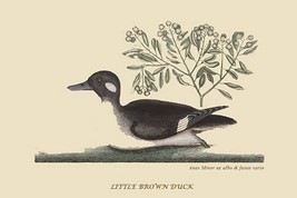 Little Brown Duck by Mark Catesby #2 - Art Print - £17.17 GBP+