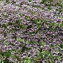 Pennie Black Seeds Nemophila Baby Black Eyes Flower Seed 2000 Seeds Fres... - $18.99