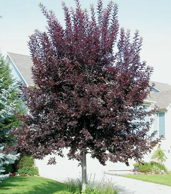 Canada Red Choke Cherry Tree 8-14&quot; Tall Live Plant 3&quot; Prunus virginiana - £43.27 GBP