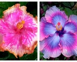 50 Seeds Hibiscus Giant Ombre Exotic Coral Flowers Garden - $41.93