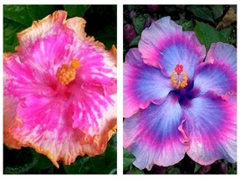50 Seeds Hibiscus Giant Ombre Exotic Coral Flowers Garden - £33.02 GBP