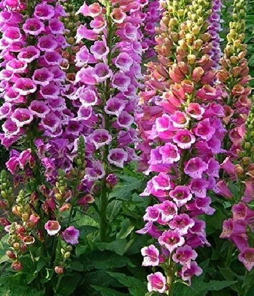 Foxglove Foxy Mix Seeds 500+ Digitalis Flower Mixed Biennial Usa Fresh Seeds - £5.65 GBP