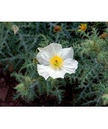 HS 50+ White Prickly Poppy Flower Seeds / Perennial / Giant 4 Inch Blooms - $6.64 CAD