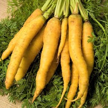 USA SELLER Solar Yellow Carrot Fall Golden Moon Carrots Free Shipping - £9.20 GBP