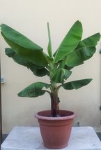 Live plant  - Musa - &#39;Dwarf Cavendish&#39; - Banana Tree - Garden - Outdoor Living - £32.64 GBP
