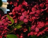 25 Red Lilac Seeds Tree Fragrant Perennial Flower Flowers Seed  J - $5.99
