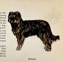 Briard 1939 Working Dog Breed Art Ole Larsen Color Plate Print Antique P... - $42.18 CAD