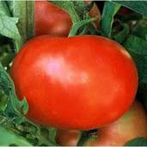 PM Supersonic Tomato Seeds (((25 Seed Packet))) (More Heirloom, Organic, Non GMO - $4.75