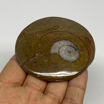74.4g, 2.7&quot;x2.7&quot;x0.5&quot;, Goniatite (Button) Ammonite Polished Fossils, B30116 - £6.39 GBP
