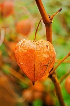 Sale 50 Seeds Peruvian Ground Cherry Physalis Peruviana Cape Gooseberry Fruit Ve - £7.91 GBP