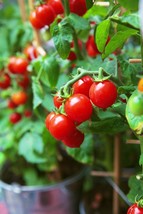 Tiny Tim Cherry Tomato Seeds, Dwarf Tomato Plant, NON-GMO, Heirloom,  FREE SHIP - £1.34 GBP+