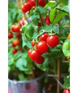 Tiny Tim Cherry Tomato Seeds, Dwarf Tomato Plant, NON-GMO, Heirloom,  FR... - $2.68 CAD+