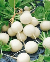 BStore 450 Seeds Hailstone White Globe Radish Raphanus Sativus Vegetable - £7.46 GBP
