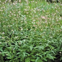 HS Verbena Common Vervain 50 Seeds  - $6.06